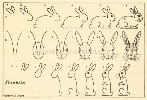Lihat ide lainnya tentang gambar kelinci, gambar, kelinci. Cara Kriya: Panduan menggambar binatang untuk anak