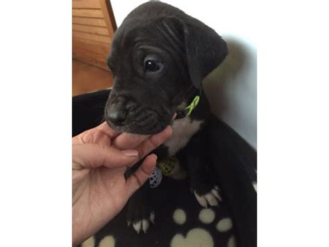 Apollo is the greek god of the sun, the brightest fixture in the sky. Great Dane Puppies for Sale x 5 Pretoria - PUPPIES FOR SALE