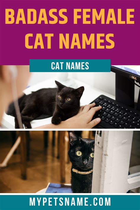 Maybe you would like to learn more about one of these? Badass Female Cat Names in 2020 | Cat names, Cat lady, Cats