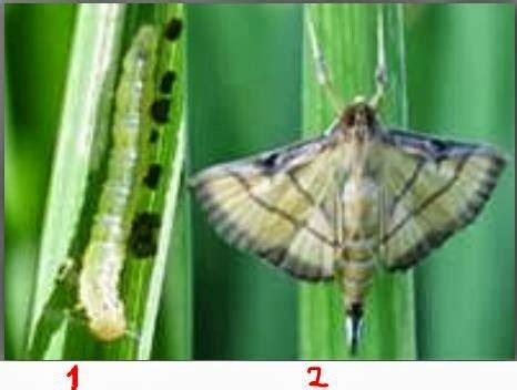 Botanical plant products against insect pests of rice rice is an important major crop which feeds half of the world population. AGRICULTURE AND AGRICULTURAL INFORMATION: Insect Pest Of ...