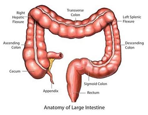 See full list on verywellhealth.com Sigmoid Colon - Function, Location and Related Conditions