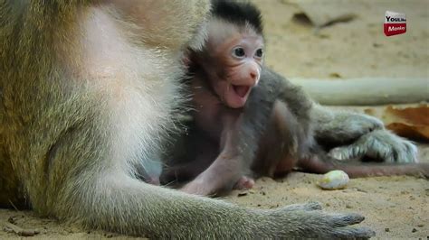 Eat me milk me chicago. Mommy please give milk me Newborn baby monkey - YouTube