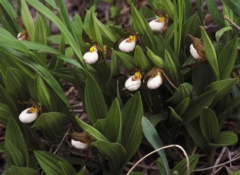 Cypripedium candidum — cypripedium candidum … cypripedium candidum — cypripedium candidum … OCC: Cypripedium candidum photos