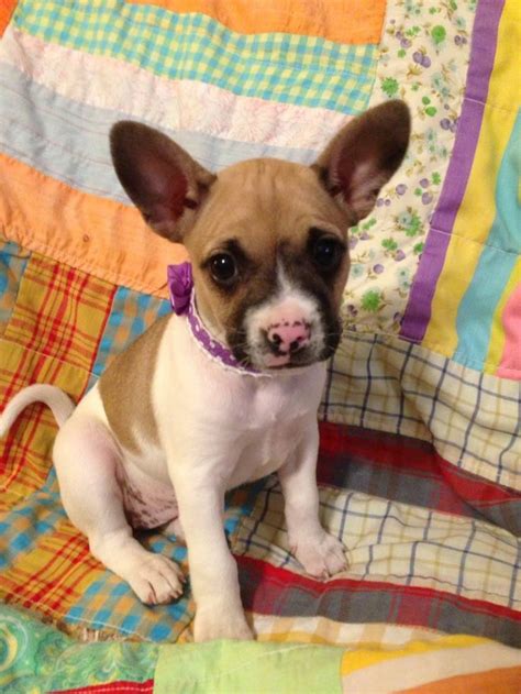 We have a great selection of english bulldog mix puppies for sale. French Bulldog Chihuahua Mix (Bullhuahua) — AskFrenchie.com