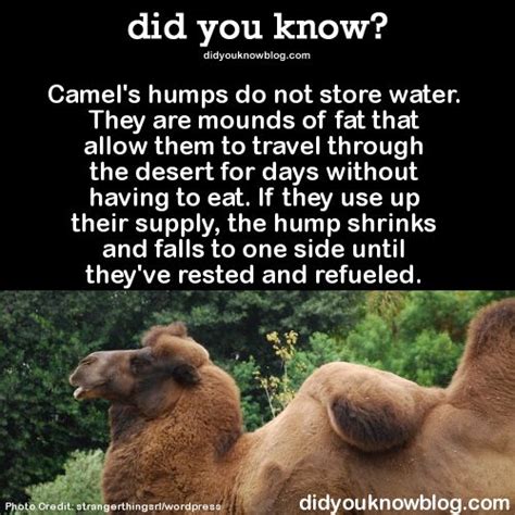 One thing that a camel can do to conserve water is to handle. Do Camels Have Water In Their Humps | Animal Enthusias Blog