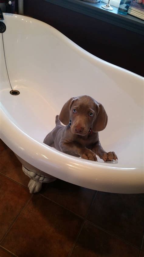 We have dedicated our life to these puppies and our wonderful family that weve gathers over. Mr Bubble, please... | Weimaraner puppies, Weimaraner ...