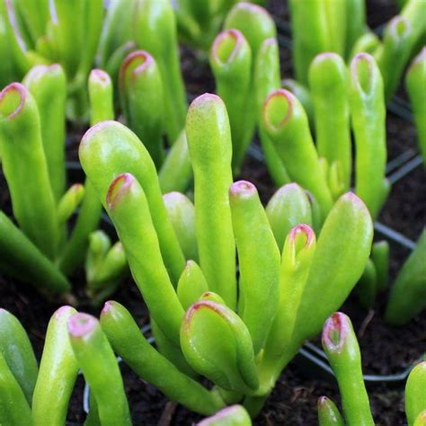 Crassula ovata 'et's fingers' jade. Crassula ovata 'ET's Fingers' Jade | Crassula ovata, Jade ...