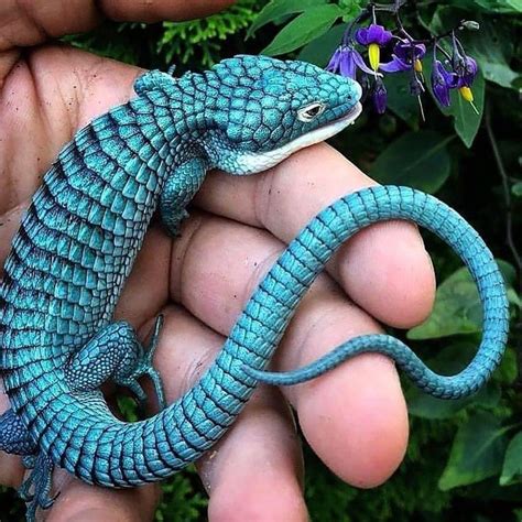 The mexican alligator lizard (abronia graminea), also known as the green arboreal alligator lizard, is an endangered species of lizard endemic to the sierra madre oriental highlands of mexico. Abronia lizard... in 2020 | Lizard, Reptiles, Alligator