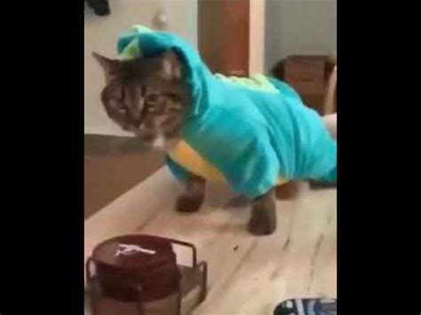 Funny cats are eating cactus ► funny everyday channel. Cat crip walks | Doovi