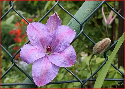 Maybe you would like to learn more about one of these? Powojnik - Clematis - strona 63 - Forum ogrodnicze ...