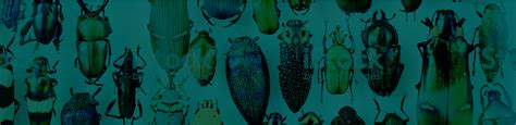 For listings in canada, the trademarks realtor®, realtors®, and the realtor® logo are controlled by the canadian real estate association (crea) and identify real estate professionals who are members of. bugs_15 - Brunson Pest Control