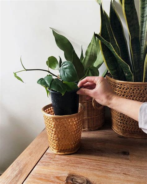 We did not find results for: Planting in a Pot Without Drainage Holes — Fieldnotes by ...