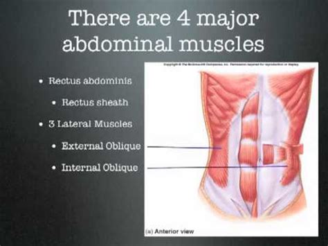 The primary chest wall muscles, in turn, are divided into three subcategories. Muscles of the Torso - YouTube