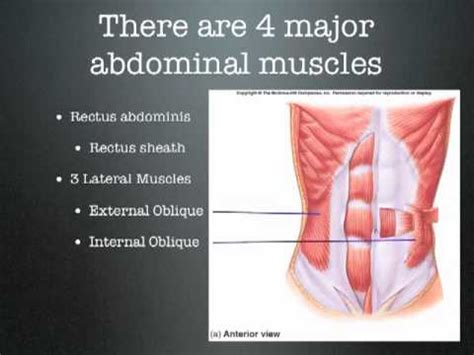 The torso is divided in half to show the two layers of muscles in this region. Muscles of the Torso - YouTube