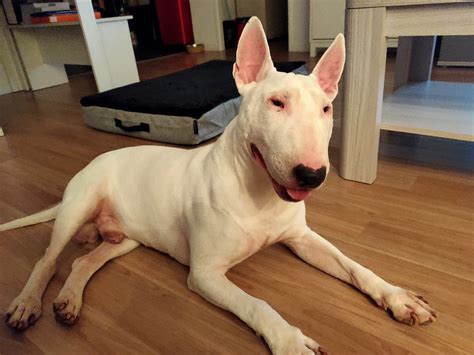 May 13, 2020 · alerte a malibull. MANY-250269606482XXX | Alerte à Malibull