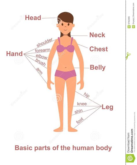 The human body is one complex network, universally accepted as the most intriguing construct. Main Parts Of Human Body On Female Figure Stock Vector ...