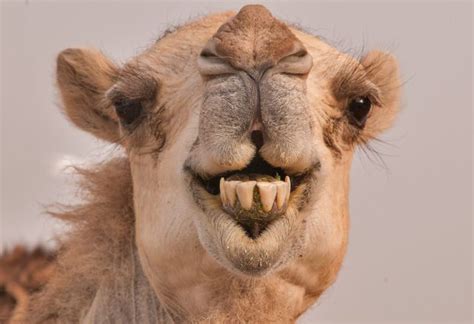 A wild animal like a dog, that eats the meat of animals that are already dead and lives in africa and asia. 20 Most Interesting Camel Facts With Photos - Answers Africa