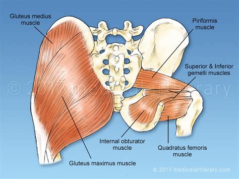 Within this group of back muscles you will find the latissimus dorsi, the these muscles collectively work to help movements of the vertebral column and to also control posture. Hip Rotator - Medical Art Library