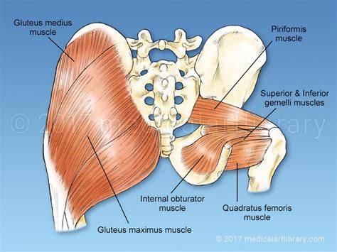 There are over 1,000 muscles in your body. Hip Rotator - Medical Art Library