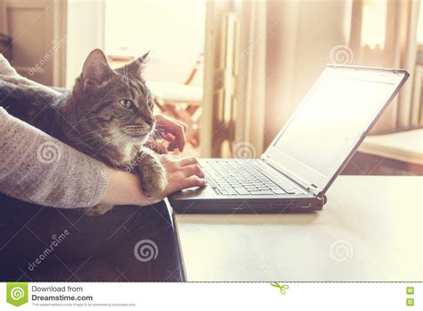 Whether your cat's hard working or simply enjoys cardboard, the laptops simple design supplies the perfect outlet for cat scratchings. Woman And Her Cat Working On A Laptop Computer Stock Photo ...