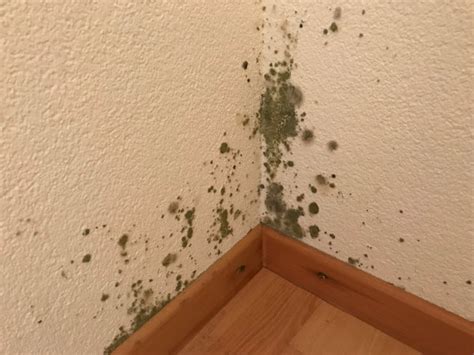 Wenn schimmel in wohnräumen auftritt und sich auf einer größeren in etwa 10 % der fälle ist das die alleinige ursache für schimmel in der wohnung. Schimmel Bilder Wohnung - Test 1