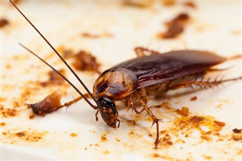However, i've found that many people who have cockroaches in their. Cockroaches and Your Allergies | Pest Control | Long Island