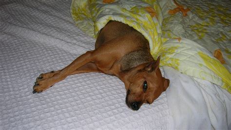 Du liegst krumm im bett, damit deine hunde platz haben. Was passieren kann, wenn dein Hund bei dir im Bett schläft ...