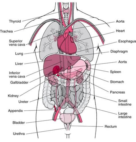 Find & download free graphic resources for human body parts. Human Physiology Diagram. For further details visit www ...