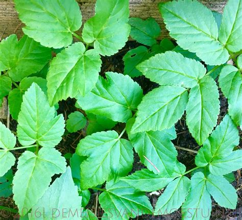 Arvensis) zouden eetbaar blad, bloem, zaad en. zevenblad - de Meisjes van de Moestuin