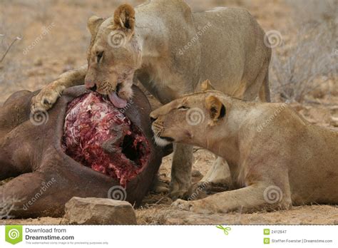 Están sujetos a depredación por leones. Leones Que Comen El Búfalo Fotografía de archivo libre de ...