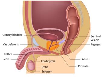 You should contact your doctor if you experience any of the following: Symptoms, Diagnosis, Treatment - Coriell Personalized ...