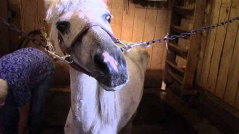 Maybe you would like to learn more about one of these? Marlee - Heart of Phoenix Equine Rescue - YouTube