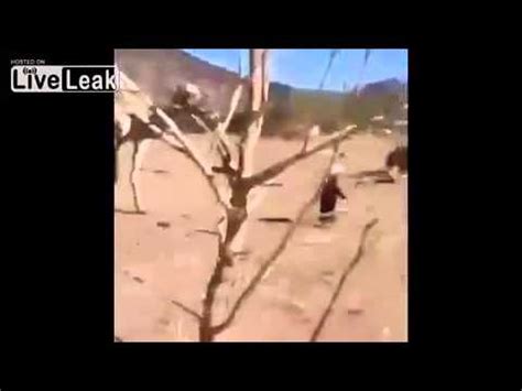 Kid gets kicked by a camel. Kid gets Kicked by a Camel - YouTube