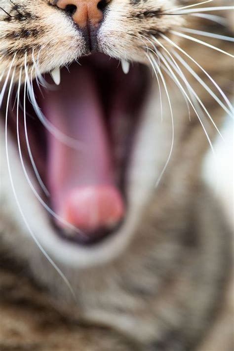 Feline leukemia virus (felv) is one of the most common infectious diseases in cats, affecting between two and three percent of all cats in the u.s. Can A Cat Get A Sore Throat? How Can You Tell? | Cat ...