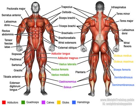 Anterior and posterior muscles of upper leg. Learn muscle names | Weight Training Guide | Muskeln des ...