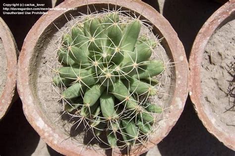 In effort to carry through our sub's culture of support and camaraderie, all nursery pics must include a top five. PlantFiles Pictures: Mammillaria, Longmamma Nipple Cactus ...