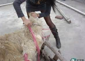 Chinese woman kill goat please subscribe to my channel help me reach 100 subscribers share this video. Traveled China: Beautiful girls, killing sheep