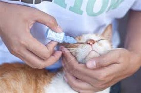 What causes dried brown gunk in the corners of cat's eyes? Warning Signs on a Cat: Sneezing, Watery Eyes and Runny ...