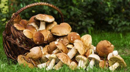Рецепт осеннего ужина, или ПАСТА С ГРИБАМИ И КУРИЦЕЙ ПОД СЛИВОЧНЫМ СОУСОМ!