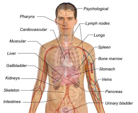Heart, lungs, stomach, kidney, diaphragm, spleen, liver, pancreas, large and small intestine. Male Human Anatomy Diagram - koibana.info | Body organs ...