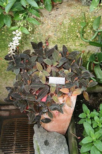 I should mention, drought tolerant does not. Ludisia discolor (Jewel Orchid)