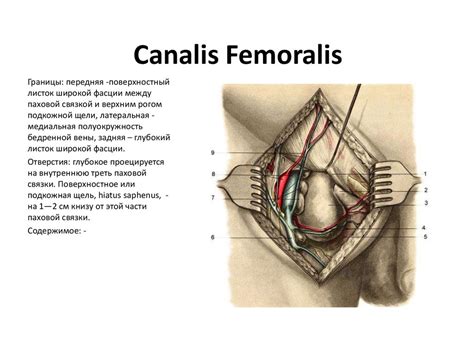 Бедренный канал ( canalis femoralis ). Каналы нижней конечности и хирургические доступы к ним ...