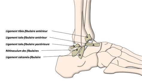 La cheville est une articulation complexe. Anatomie de la Cheville et du Pied - Clinique Ostéo ...