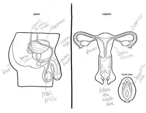 A wide variety of female private parts options are available to you BuzzFeed Asks Adults To Label Diagrams Of Male And Female Genitalia | Anatomy | Someecards