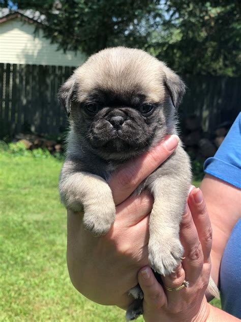 Looking for a pug puppy or dog in palos hills, illinois? AKC Pug Puppies | Pug Breeder | Rockford, Illinois