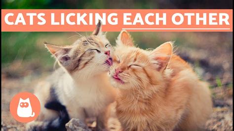 So, why do cats lick you? Why Do Cats Lick Each Other? - YouTube