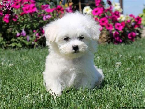 Find puppies for sale in jacksonville, florida! Maltese Puppies For Sale | Jacksonville, FL #111186