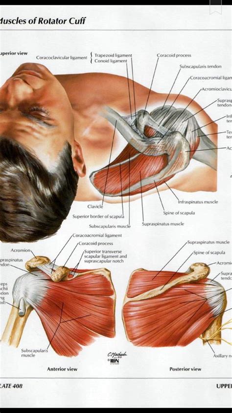 Parts of the shoulder joint. Shoulder muscles diagram | Muscle anatomy, Shoulder ...