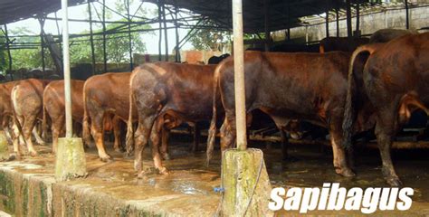 Kandang ternak sapi dengan kualitas air sumur gali di desa pendem. Sapi Potong Lokal - sapibagus.com