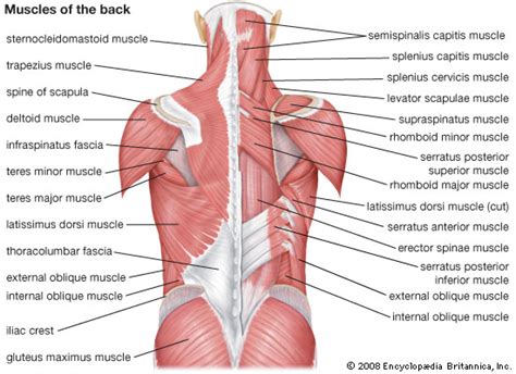 The following diagram shows all the major back muscles. Medical Transcription: June 2012